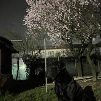 Cane corso per accoppiamento/monta