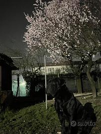 Cane corso per accoppiamento/monta