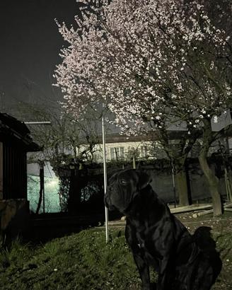 Cane corso per accoppiamento/monta