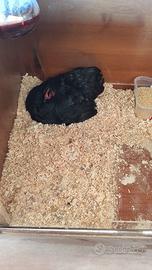 Galline ornamentali