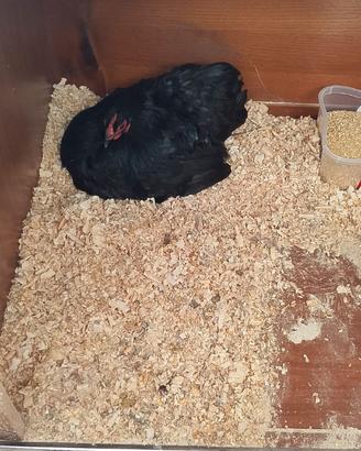 Galline ornamentali