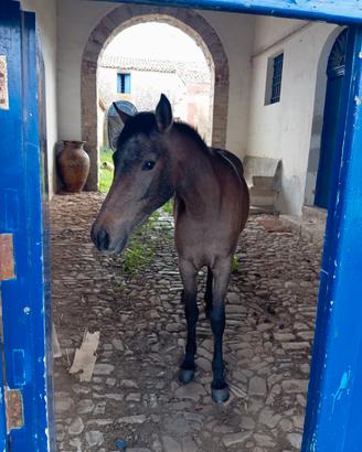 Cavallo