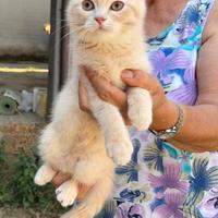 Cuccioli di british shorthair
