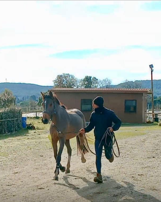 Cavallo