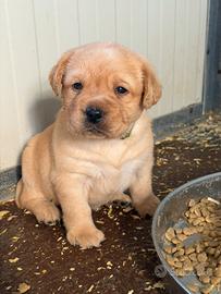 Cuccioli di Labrador con pedegree