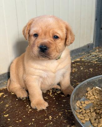 Cuccioli di Labrador con pedegree