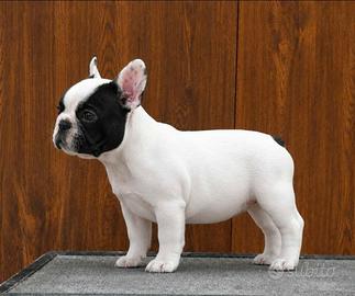 Cuccioli di bouledogue francese