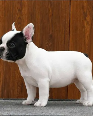 Cuccioli di bouledogue francese