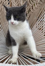 Fiocco, sverminato castrato e vaccinato