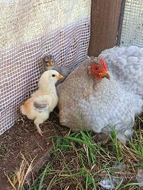 Pulcini ameraucana