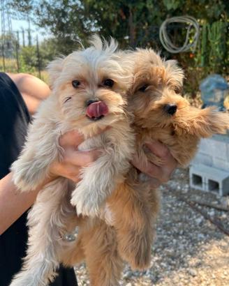Maltipoo