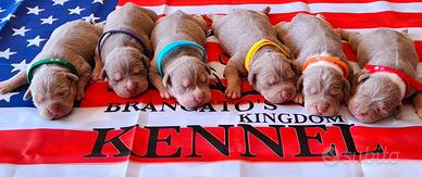 Pitbull