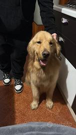 Accoppiamento golden Retriever americano