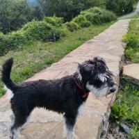 C.E.R.C.O Shnauzer nano maschio per accoppiamento