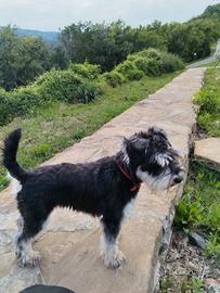 C.E.R.C.O Shnauzer nano maschio per accoppiamento