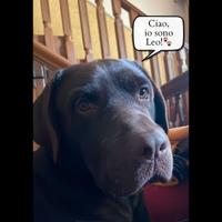 Monta Labrador Chocolate