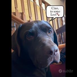 Monta Labrador Chocolate