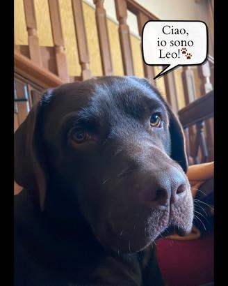 Monta Labrador Chocolate