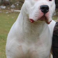 Dogo Argentino per monta