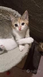 Gattine cucciole
