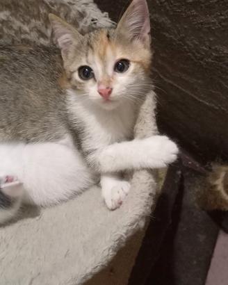 Gattine cucciole