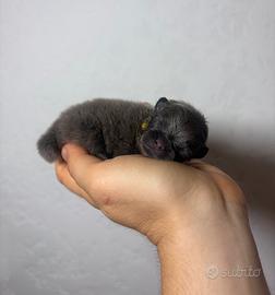 Pomerania cuccioli LILAC & NERO Pedigree ENCI