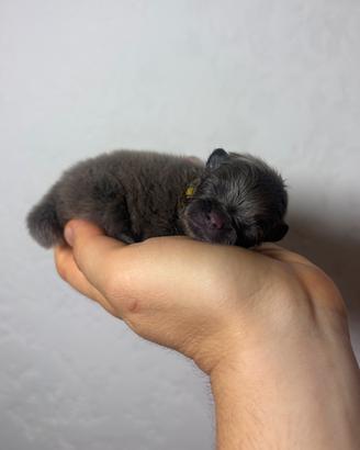 Pomerania cuccioli LILAC & NERO Pedigree ENCI