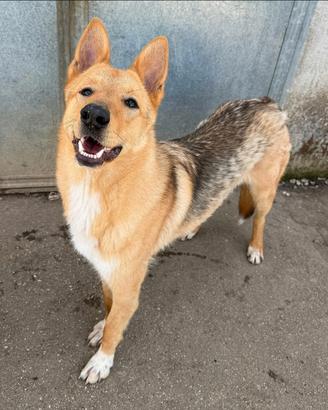 Loris 1 anno mix pastore tedesco