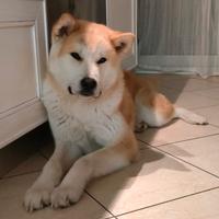 Akita inu