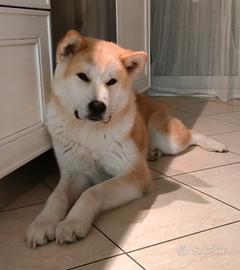 Akita inu