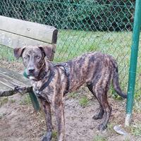 Cane dolce cucciolo adotta meticcio