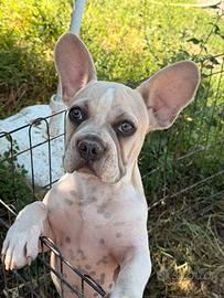 Bulldog francese