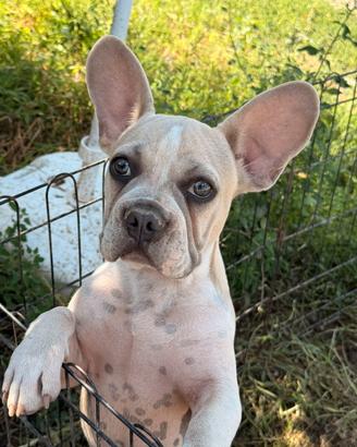 Bulldog francese