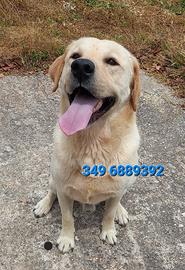 Max Labrador da adottare