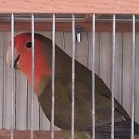 Inseparabile femmina