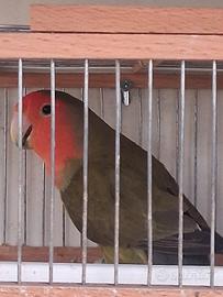 Inseparabile femmina