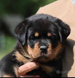 Cuccioli Rottweiler