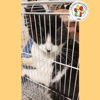 PIXEL giovane e splendido bicolore