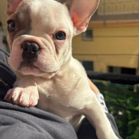 Bulldog francese di appena 3 mesi maschietto