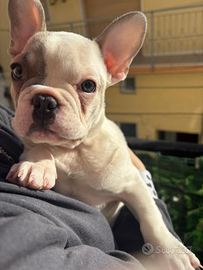Bulldog francese di appena 3 mesi maschietto