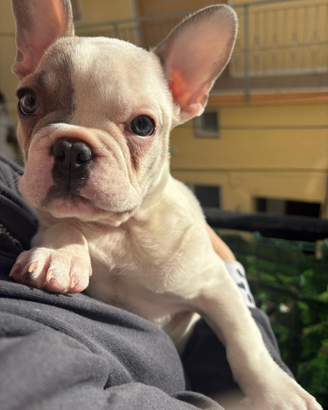 Bulldog francese di appena 3 mesi maschietto