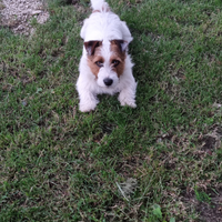 Jack russell