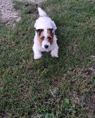 Jack russell