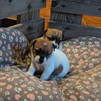 Jack Russell a tre colori