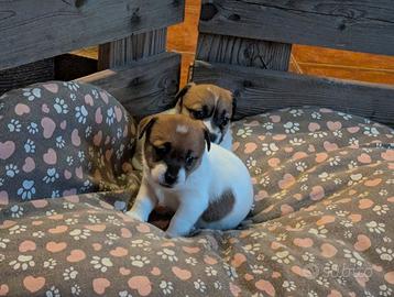 Jack Russell a tre colori