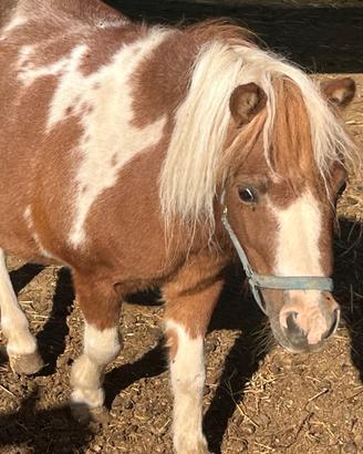 Cavallo 7 anni
