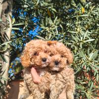 Barboncino mini toy albicocca maschio e femmina