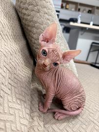 Cuccioli Sphynx