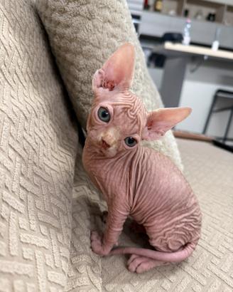 Cuccioli Sphynx