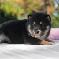 Cucciolina femmina di Shiba Inu nero forata